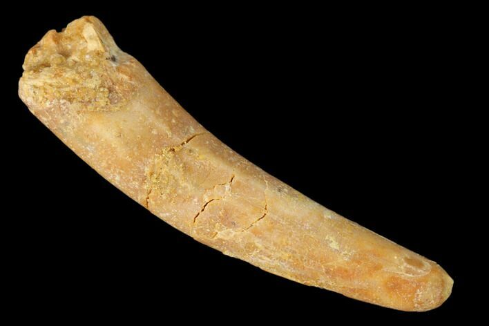 Fossil Pterosaur (Siroccopteryx) Tooth - Morocco #159119